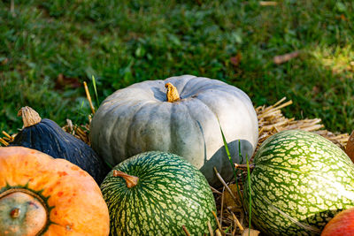 Close-up of pumpkins on field