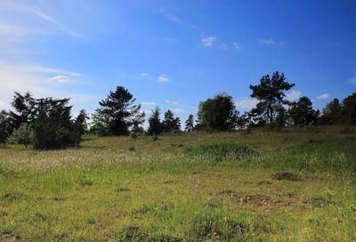 Trees on field against blue sky