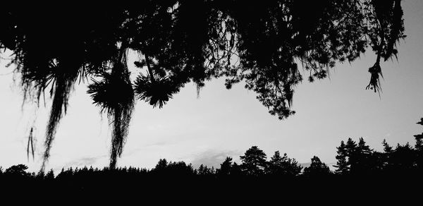 Low angle view of silhouette trees against sky