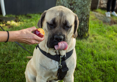 Close-up of hand holding dog