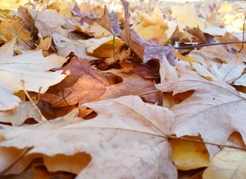 Close-up of maple leaves