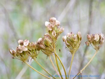 Close-up of flowers against blurred background