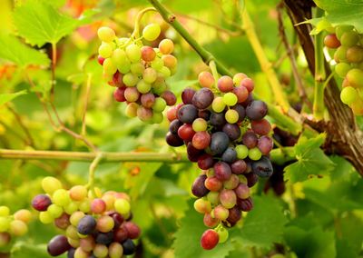 Close-up of grapes growing on tree