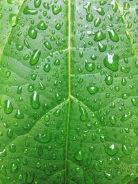 Macro shot of water drops on leaf