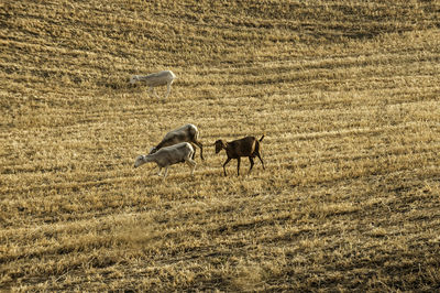 View of a sheep on field