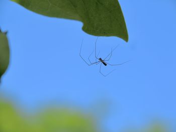 Close-up of insect on plant against blue sky