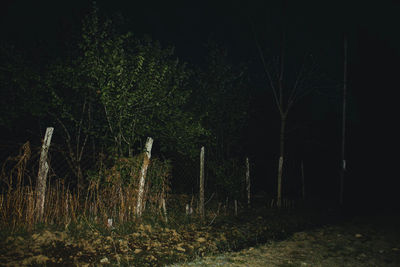 Trees in forest at night