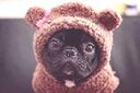 animal themes, one animal, close-up, focus on foreground, portrait, looking at camera, pets, indoors, domestic animals, mammal, animal head, dog, no people, selective focus, front view, black color, animal body part, day, stuffed toy, cute