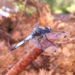 Close-up of an animal