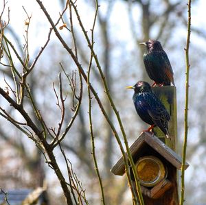 Bird perching on a branch