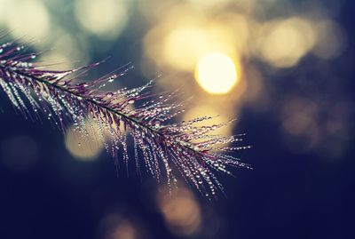 Low angle view of dew studded grass against bokeh background 