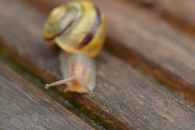 snail