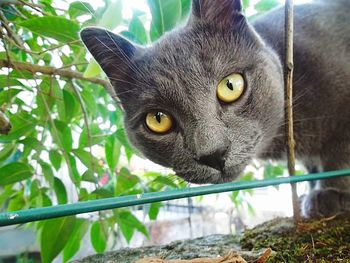 Portrait of cat outdoors