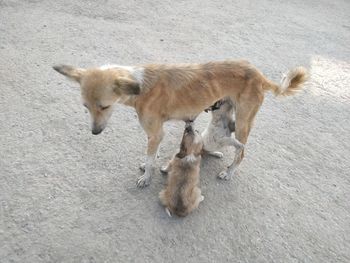 High angle view of dog feeding puppies