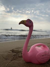 Summer flamingo 