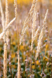 Bio eco nature concept background. rye field. stylish vertical wallpaper