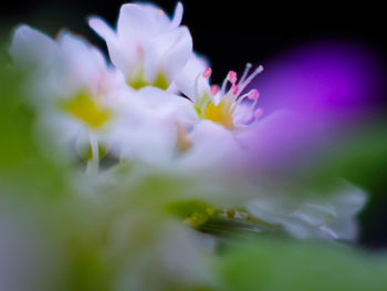 Close-up of purple flowering plant