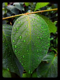 Close-up of leaf on leaf
