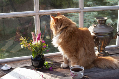 View of cat sitting on table