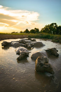 High angle view of domestic water buffaloes in pond