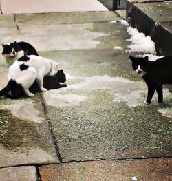 domestic animals