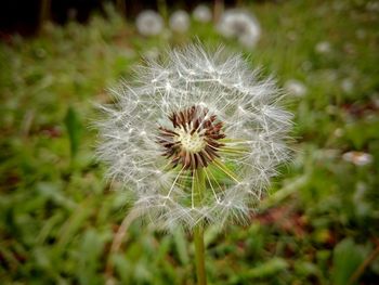 Close-up of dandelion