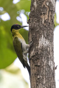 Low angle view of bird perching on tree