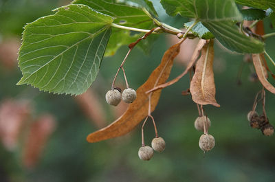 Close-up of fruits hanging on tree