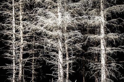 Full frame shot of trees in forest during winter