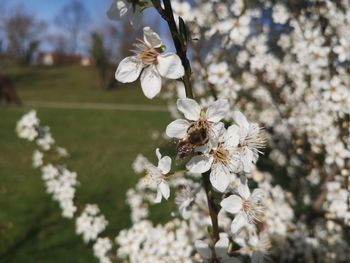 Close-up of white cherry blossoms