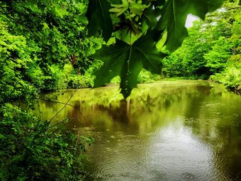 Reflection of trees in water