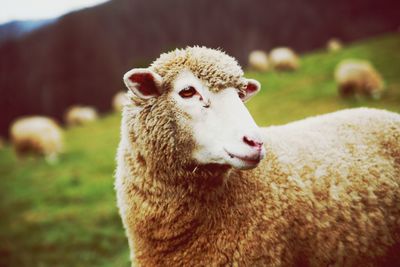 Close-up portrait of sheep