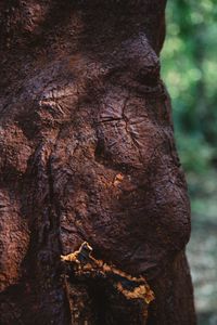 Close-up of tree trunk