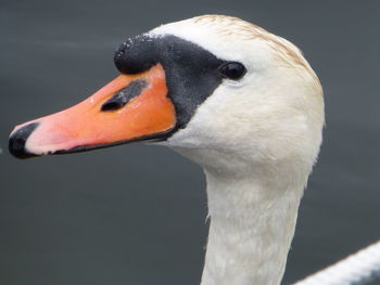 Close-up of swan