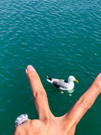 Cropped image of hand feeding seagulls over sea