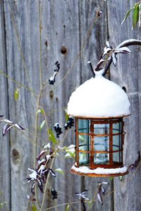 Close-up of frozen bird perching on branch during winter