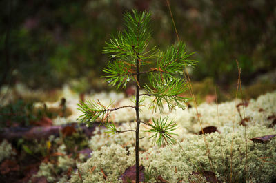 Close-up of plants