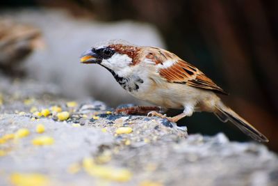 Close-up of bird perching outdoors