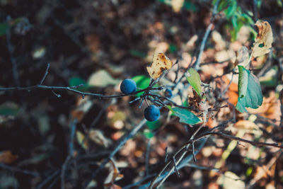 Close-up of berries on tree