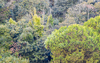 High angle view of pine tree in forest