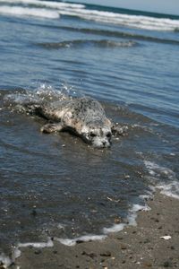 View of seal relaxing on beach 