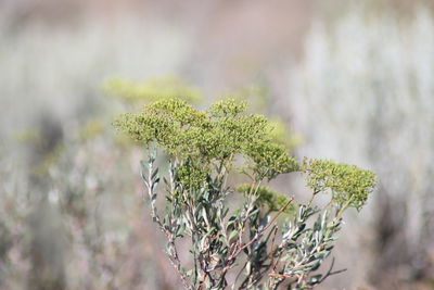 Close-up of lizard on plant against blurred background