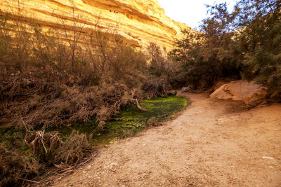 Trees growing in forest