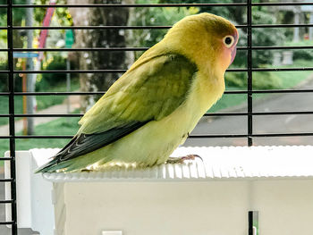 Close-up of parrot in cage