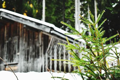 Close-up of plants against trees during winter