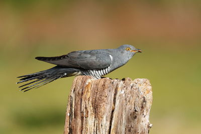 Close-up of bird perching on wooden post