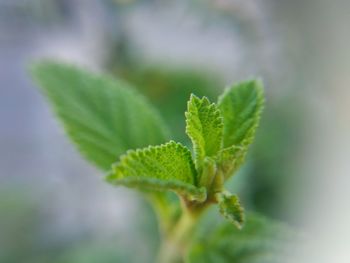 Close-up of mint leaves