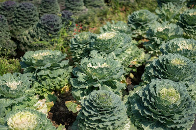 High angle view of vegetables on field