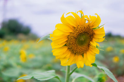 Close-up of sunflower