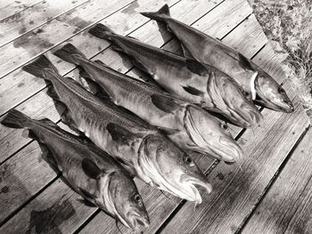 High angle view of fish on table, catched cods